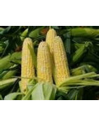 corn