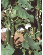 cucumber
