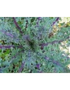 kale