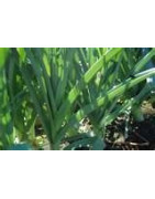 leek
