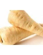 parsnip