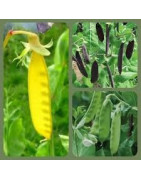 pea